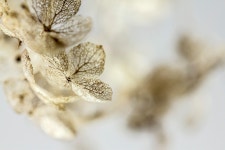 40,000+ Free Hydrangea Flower & Hydrangea Photos - Pixabay