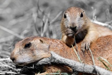 Black-Tailed Prairie Dog - Free photo on Pixabay