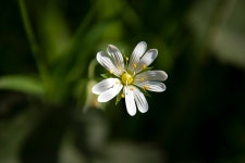 10+ Free Greater Stitchwort & Nature Photos - Pixabay