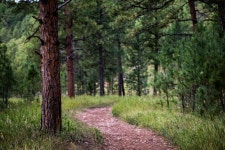Path Tree Summer - Free photo on Pixabay
