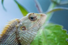 Chameleon Animal Nature Furcifer - Free photo on Pixabay