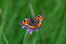 Butterfly Flower Insect - Free photo on Pixabay