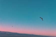 Seagulls Sky Early Morning - Free photo on Pixabay Free Image on Pixabay - Seagulls, Sky, Early Morning, Dawn