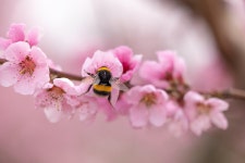Bee Peach Blossoms Insect - Free photo on Pixabay