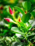50+ Free Mandevilla & Bloom Photos - Pixabay