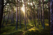 Forest Nature Sun - Free photo on Pixabay