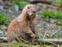 Prairie Dog Ground Squirrel - Free photo on Pixabay