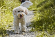 Dog Poodle Pet - Free photo on Pixabay - Pixabay Dog Poodle Pet - Free photo on Pixabay