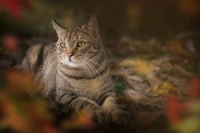 고양이 동물 자연 - Pixabay의 무료 사진