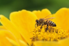 Bee Zinnia Yellow - Free photo on Pixabay