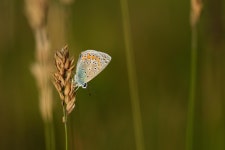 1+ Free Hackle-Bluish & Butterfly Images - Pixabay