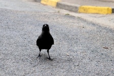 Jackdaw Birds Black Color - Free photo on Pixabay Free Image on Pixabay - Jackdaw, Birds, Black Color, Laid