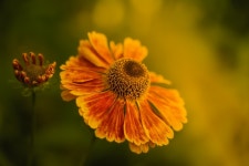 100+ Free Helenium & Nature Photos - Pixabay