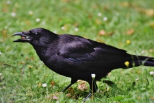 Crow Bird Jackdaw Carrion - Free photo on Pixabay