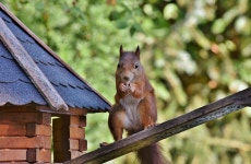 Squirrel Rodent Garden - Free photo on Pixabay