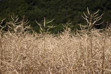 Dried Plants Heatwave Harvest - Free photo on Pixabay