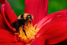 Bumble Bee Wings - Free photo on Pixabay
