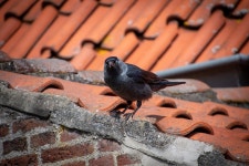 Western Jackdaw Bird Black - Free photo on Pixabay Free Image on Pixabay - Western Jackdaw, Bird, Black Bird