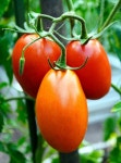 Tomatoes Vegetables Plant - Free photo on Pixabay Free Image on Pixabay - Tomatoes, Vegetables, Plant, Fresh