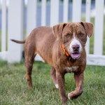 30+ Free Puppy Pit Bull & Pit Bull Photos - Pixabay
