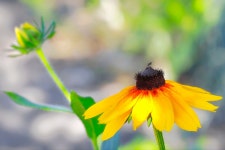 Rudbeckia 꽃 노란 - Pixabay의 무료 사진
