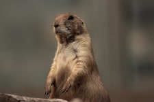 40,000+ Free Prairie Dogs & Nature Photos - Pixabay
