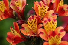 80+ Free Alstroemeria & Nature Photos - Pixabay