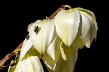 Flowers Fly Plant - Free photo on Pixabay Free Image on Pixabay - Flowers, Fly, Plant, Petals, Insect