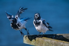 Crows Birds Animals - Free photo on Pixabay