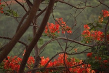 꽃들 붉은 꽃 숲 - Pixabay의 무료 사진