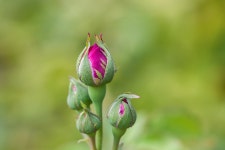 Nature Rose Bud Close - Free photo on Pixabay