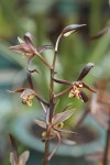 Orchid Cymbidium Flower - Free photo on Pixabay Free Image on Pixabay - Orchid, Cymbidium, Flower