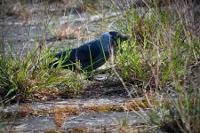 Bird Jackdaw Black - Free photo on Pixabay Free Image on Pixabay - Bird, Jackdaw, Black Bird, Corvids