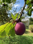 20,000+ Free Plum Color & Nature Photos - Pixabay