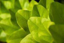 1+ Free Tiliacora Triandra & Cool Backgrounds Images - Pixabay