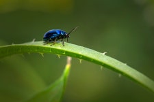 Beetle Insect Bug - Free photo on Pixabay