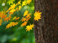 20,000개 이상 무료 가 색상 및 자연 사진 - Pixabay