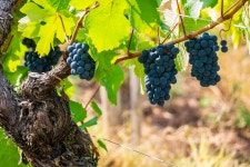 Vine Grape Variety - Free photo on Pixabay
