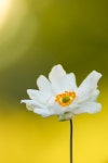 Flower Yellow Sun - Free photo on Pixabay