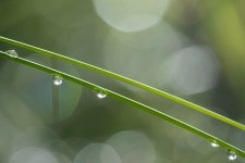 1,000 + 무료 풀잎 & 자연 이미지 - Pixabay