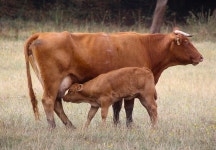 Cow Calf Nature - Free photo on Pixabay