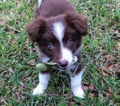 1,000+ Free Borde & Border Collie Photos - Pixabay