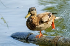 Bird Duck Fema - Free photo on Pixabay