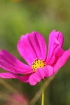 Garden Cosmos Pink - Free photo on Pixabay