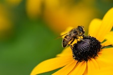Bee Yellow Flower Pollination - Free photo on Pixabay