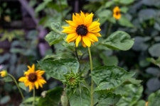 Sunflower Flower Nature - Free photo on Pixabay