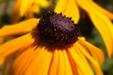 콩나물 루드베키아 국화과 - Pixabay의 무료 사진 - Pixabay 콩나물 루드베키아 국화과 - Pixabay의 무료 사진