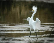 30,000+ Free White Heron & Heron Photos - Pixabay