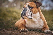 40+ Free Moloss & Dog Photos - Pixabay