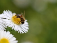 100,000+ Free Whites & Nature Photos - Pixabay